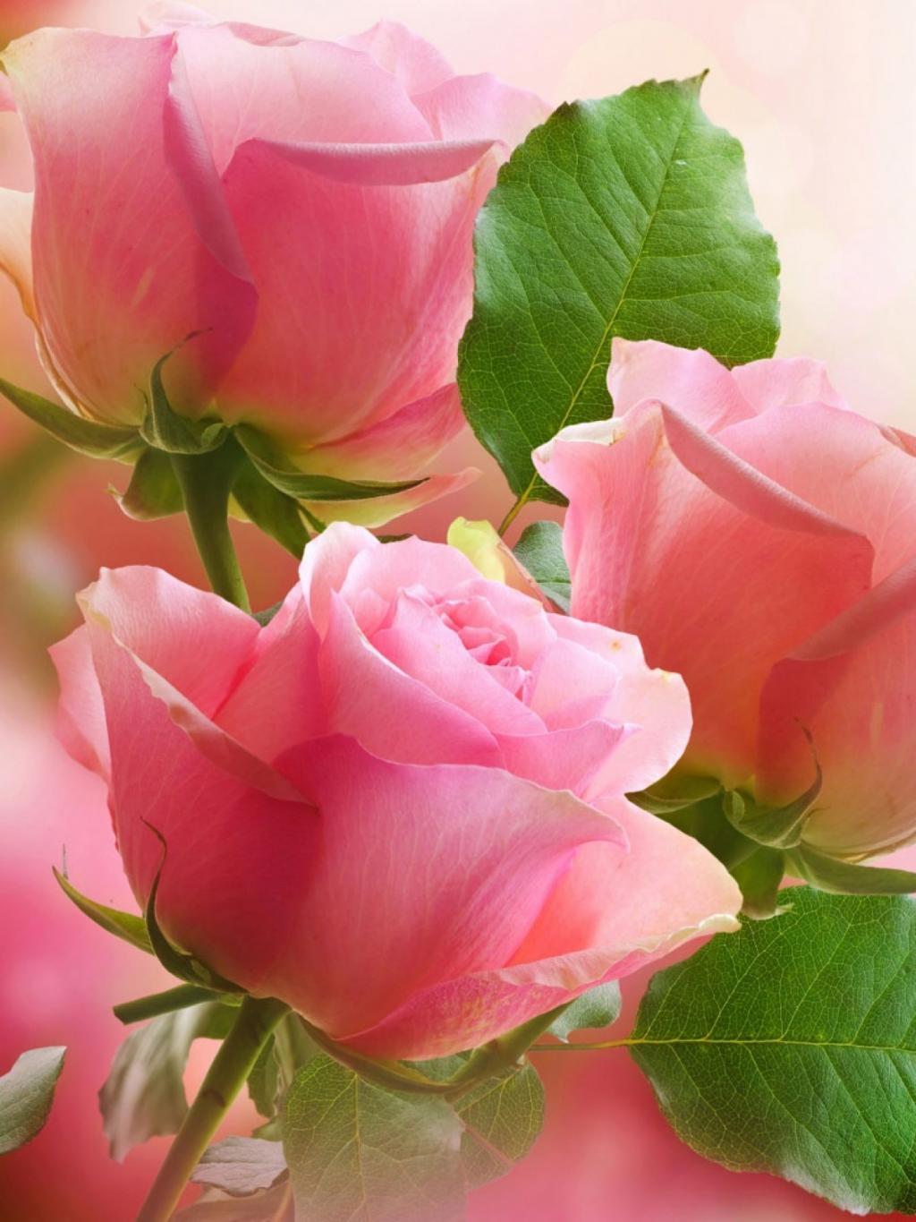 壁纸 新鲜的粉红玫瑰花 2560x1600 HD 高清壁纸, 图片, 照片