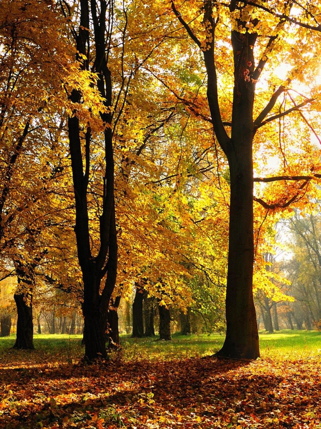 美しい秋の自然写真のHD壁紙-1920x1080ダウンロード | 10wallpaper.com