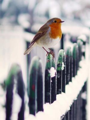 雪篱笆鸟冬季移动壁纸