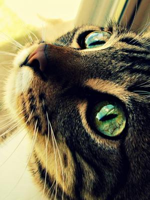 猫眼手机壁纸