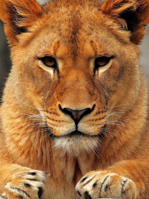 动物狮子手机壁纸