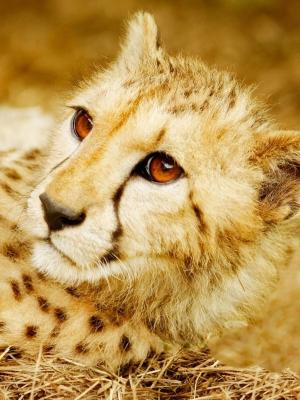 大猫Gepard手机壁纸