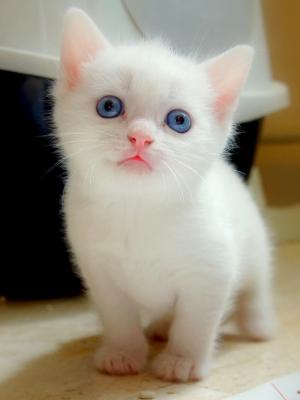 蓝眼睛小猫手机壁纸