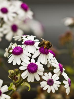 美丽的白花移动壁纸上的一只蜜蜂