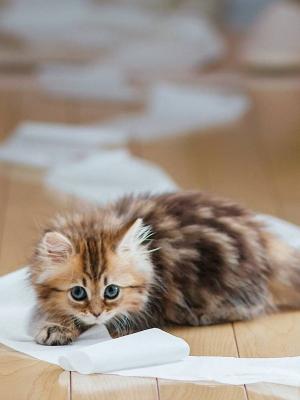 小猫宠物卫生纸移动壁纸