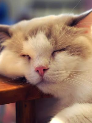 猫闭着眼睛手机壁纸