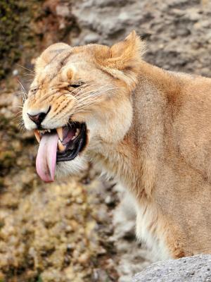 狮子鼻牙牙齿移动墙纸