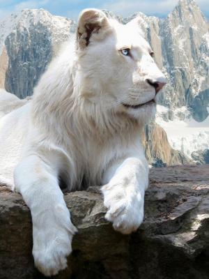 猫科动物白狮子手机壁纸
