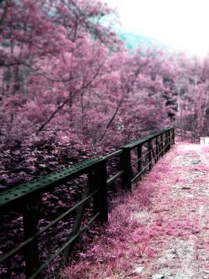 日本桥梁樱花移动壁纸