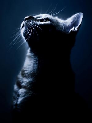 黑暗的流動墻紙的小貓
