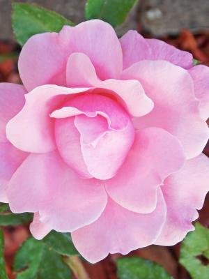 花園粉紅色美女手機壁紙