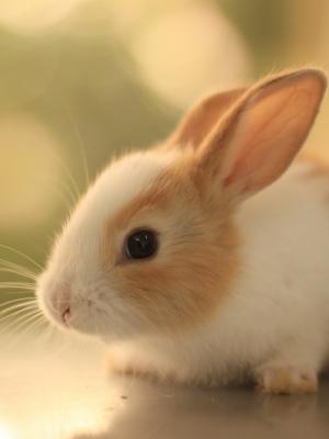 兔宝宝宠物手机壁纸