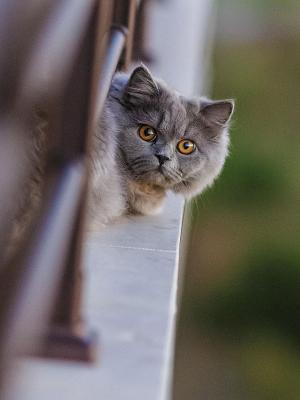 猫围栏看移动壁纸