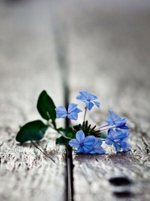 蓝色花朵手机壁纸