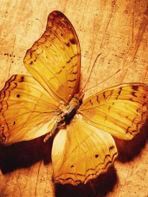 在木移动墙纸的美丽的蝴蝶