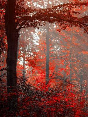 紅色森林移動壁紙