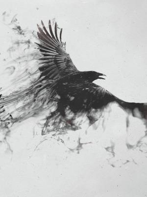 鸟黑色和白色黑暗的手机壁纸
