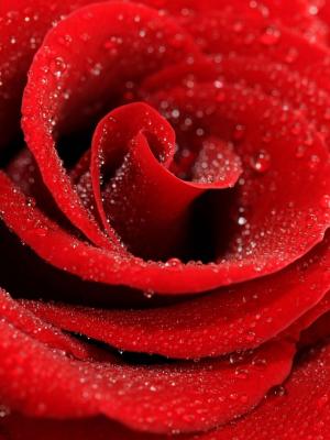 红玫瑰宏手机壁纸
