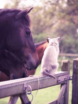 马和猫手机壁纸