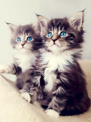 可爱的蓝眼睛小猫手机壁纸