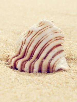 貝殼沙灘手機壁紙