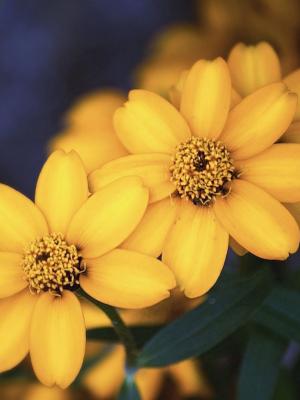 美丽的黄色花朵手机壁纸
