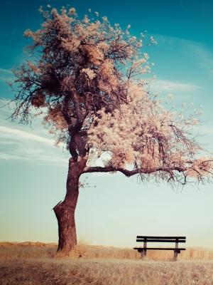 大自然櫻花樹木手機壁紙