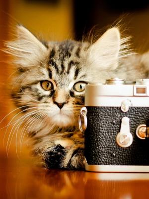 猫相机手机壁纸
