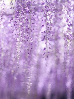 春天紫藤花朵手机壁纸