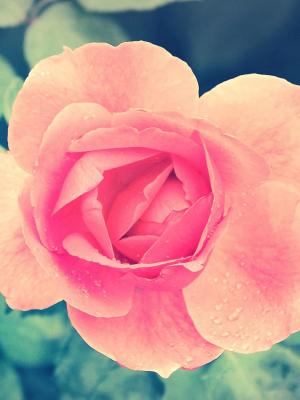 美丽的粉红色玫瑰花园移动壁纸