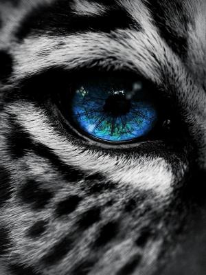 豹子藍眼睛手機壁紙
