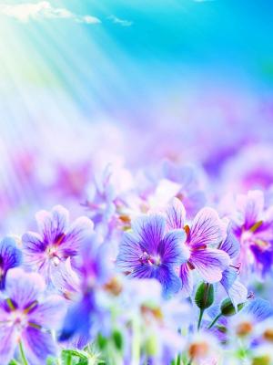 紫色的花朵手机壁纸
