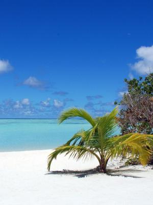 马尔代夫海滩蓝色的天空海洋棕榈树移动壁纸