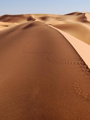 沙漠手机壁纸