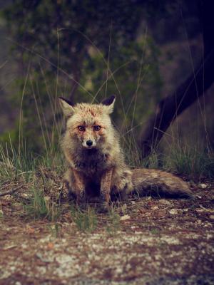 森林动物荒野狐狸手机壁纸