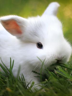 兔子草食物手机壁纸