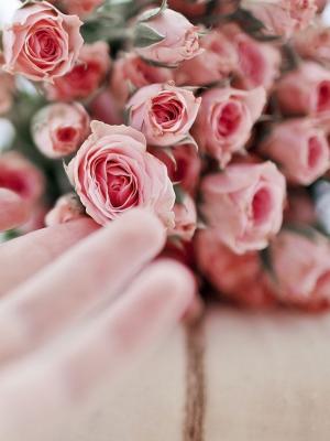 手花粉色玫瑰手机壁纸