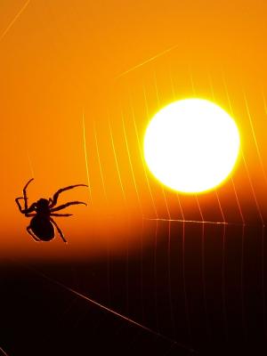 蜘蛛网太阳移动壁纸