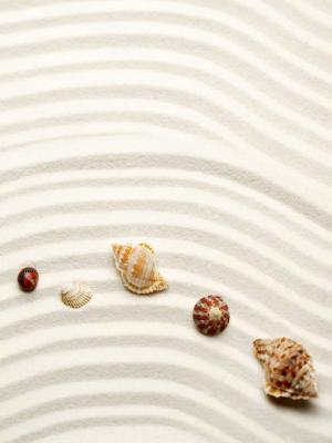 自然沙灘貝殼手機壁紙
