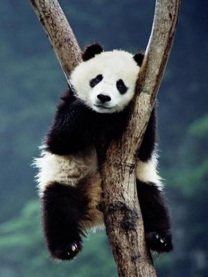 中国熊猫手机壁纸