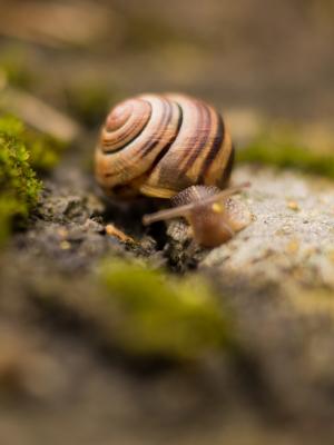 自然动物蜗牛宏手机壁纸