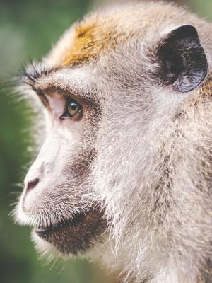 动物荒野动物园猴子手机壁纸