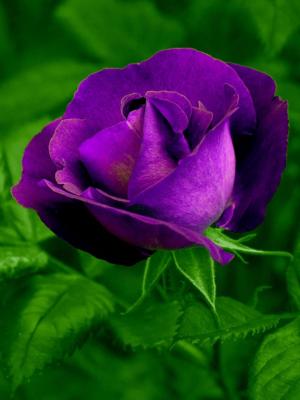 紫色玫瑰手機壁紙
