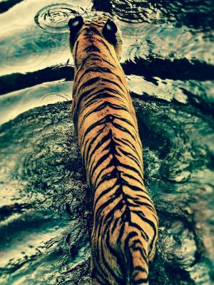 老虎在迪斯尼的动物王国手机壁纸