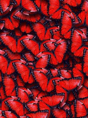 紅色的蝴蝶手機壁紙