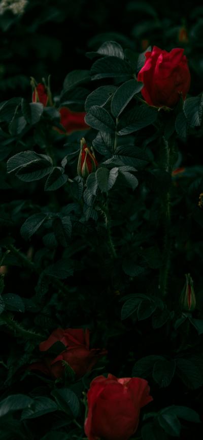 盛开在黑暗中的红玫瑰