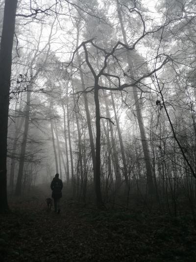 一个人牵着小狗漫步在昏暗迷雾森林中