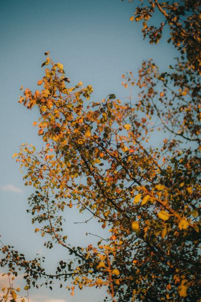 秋天阳光下金黄的枝头图片