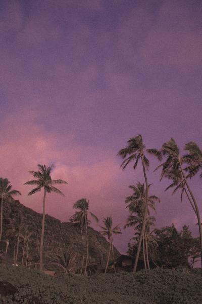 椰子树在紫色天空下唯美浪漫