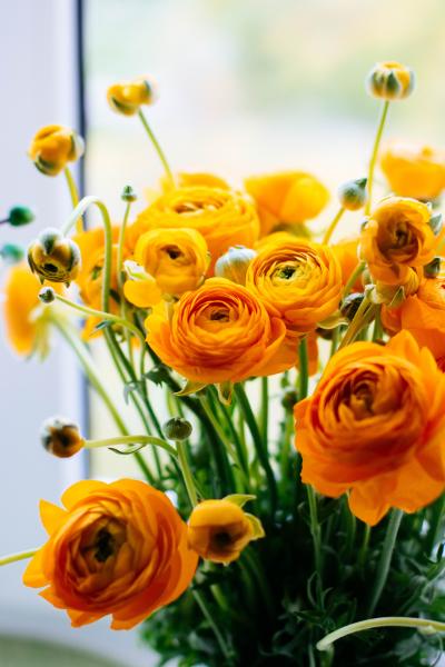 橙黄色的花毛茛图片